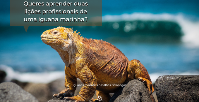Queres aprender duas lições profissionais de uma iguana marinha?